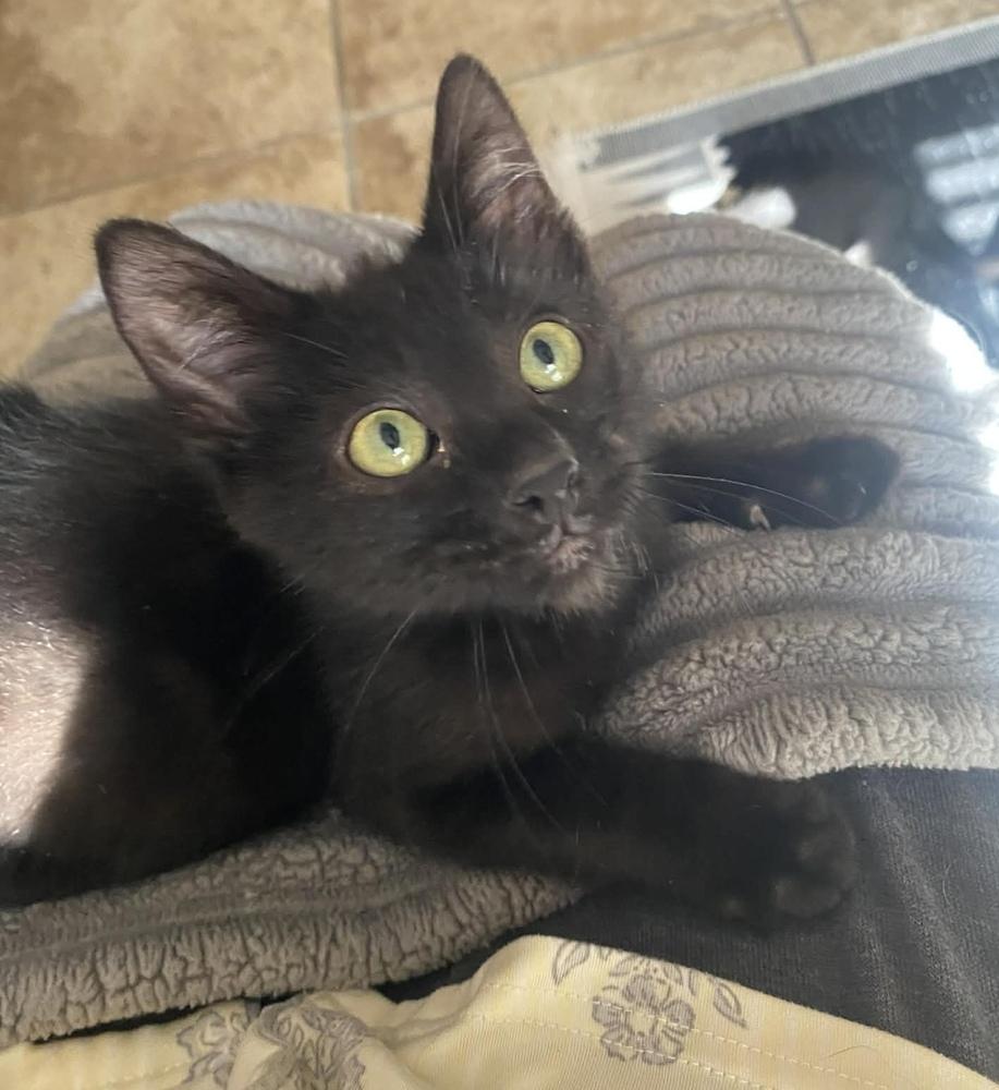 Benjamin 4, Adoptable, Kitten Male Domestic Short Hair.