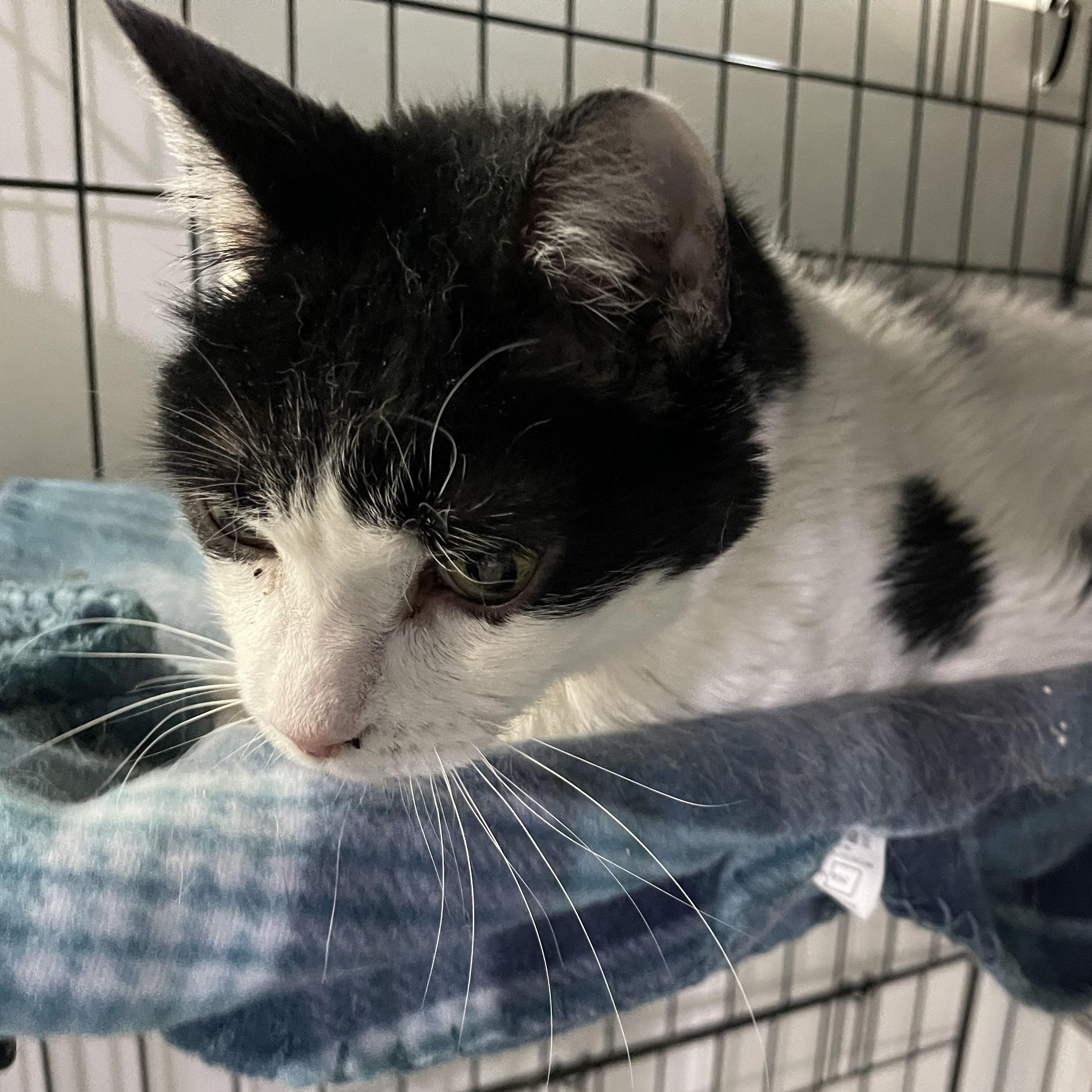 Enlarge Estele, a Adoptable Domestic Short Hair in Livonia, MI image 2/5