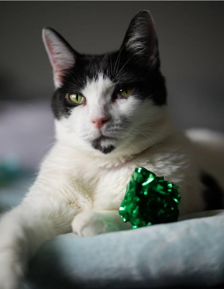 Estelle, Adoptable, Senior Female Domestic Short Hair.
