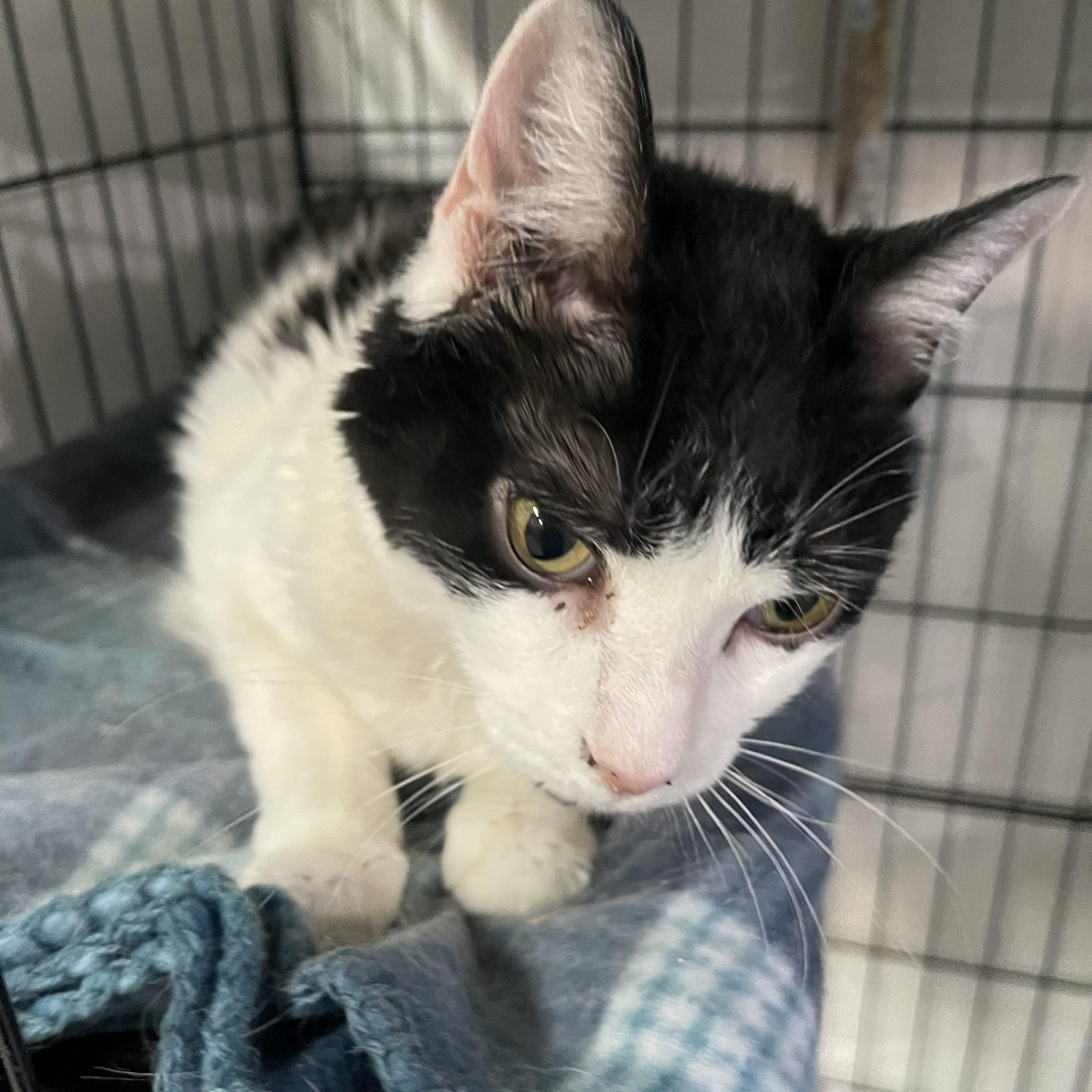 Enlarge Estele, a Adoptable Domestic Short Hair in Livonia, MI image 4/5