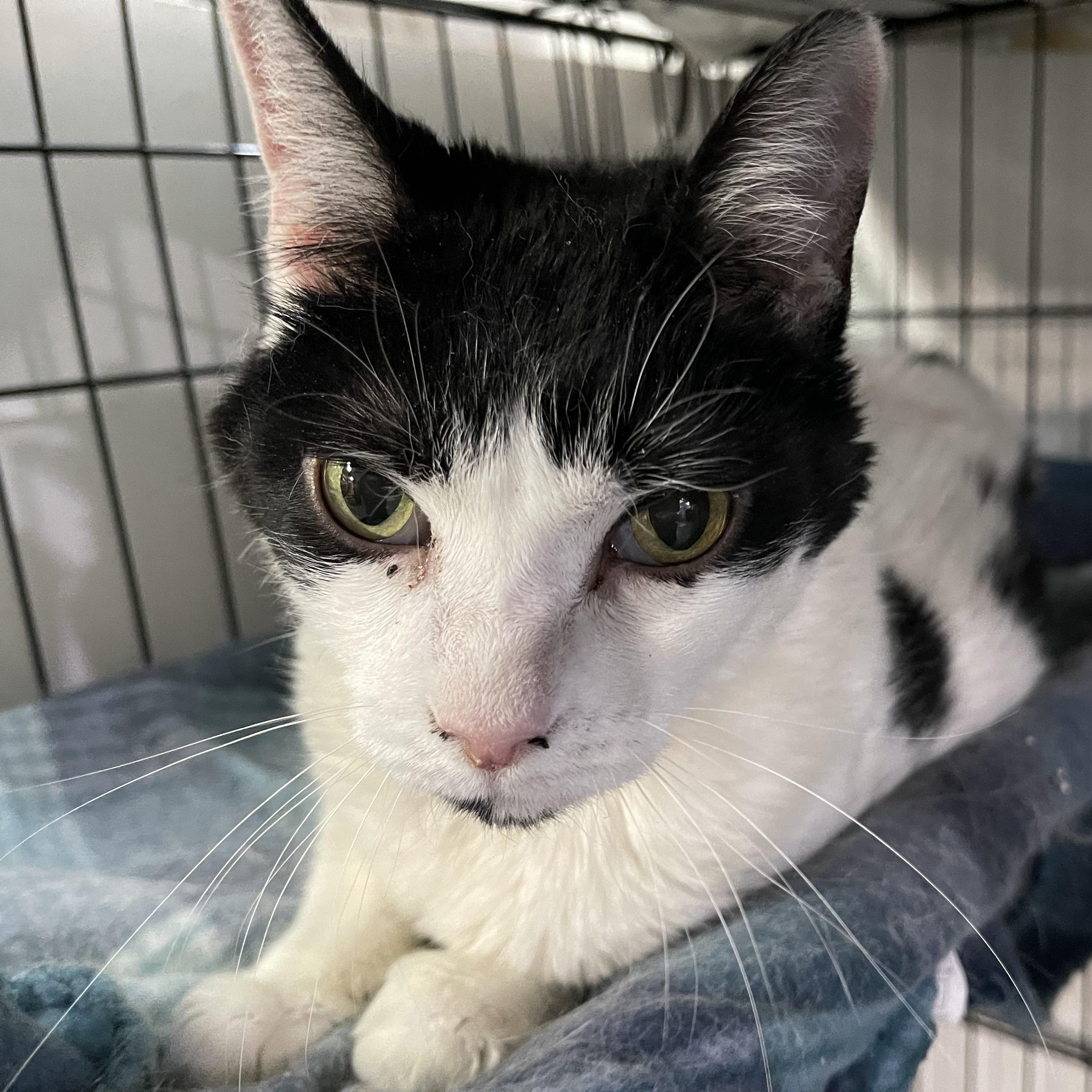 Enlarge Estele, a Adoptable Domestic Short Hair in Livonia, MI image 3/5