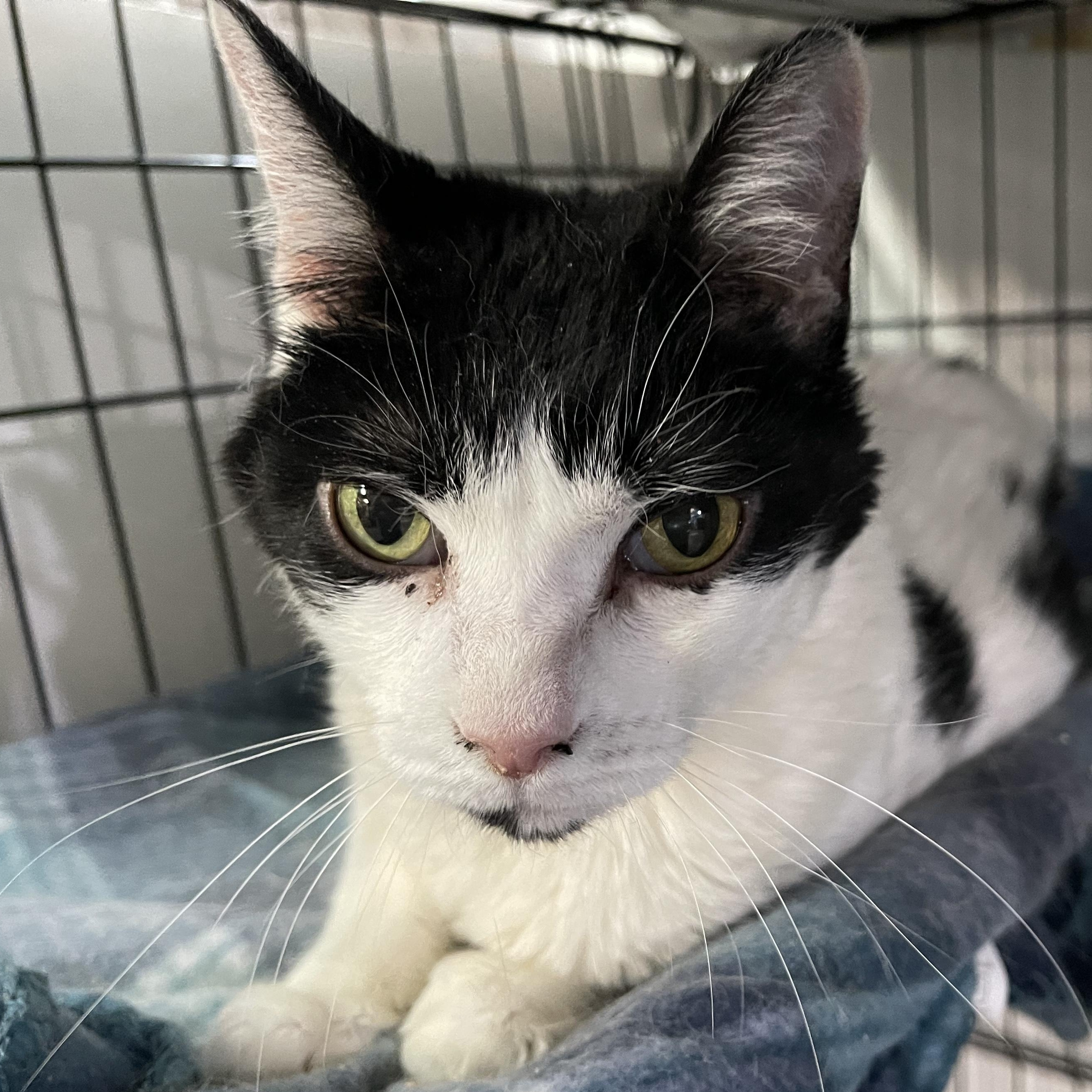 Estele, Adoptable, Senior Female Domestic Short Hair.