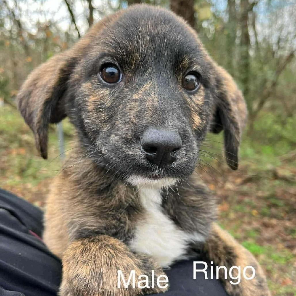 Ringo, Adoptable, Puppy Male Mixed Breed.