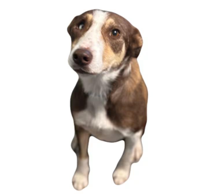 Petra, ADOPTABLE, Adult Female Border Collie.