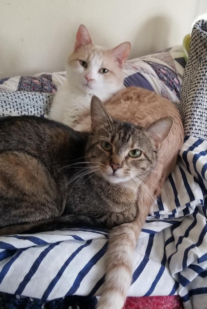 Honey, Adoptable, Adult Male Domestic Short Hair.