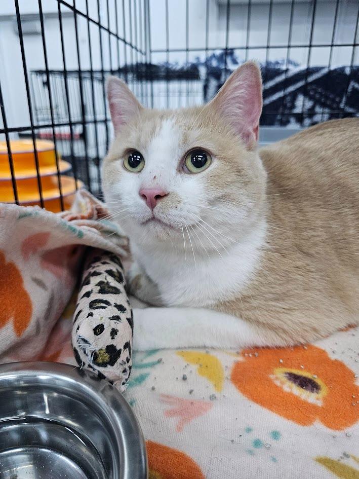Enlarge Honey, a Adoptable mixed breed in St. Cloud, MN image 2/6