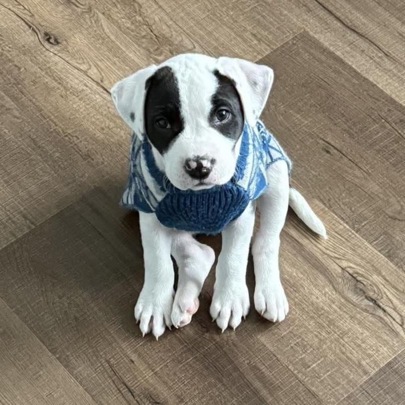 Enlarge Miss Piggy, an adoptable mixed breed in Bethlehem, PA image 2/6