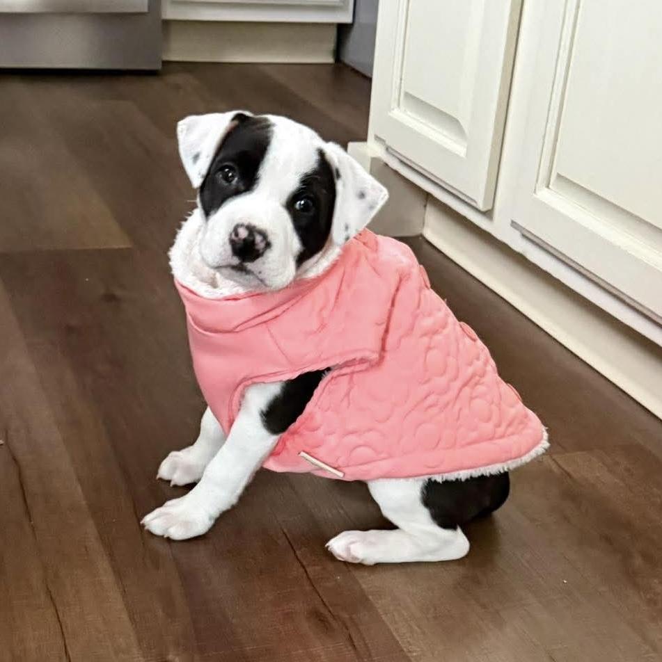 Enlarge Miss Piggy, an adoptable mixed breed in Bethlehem, PA image 4/6