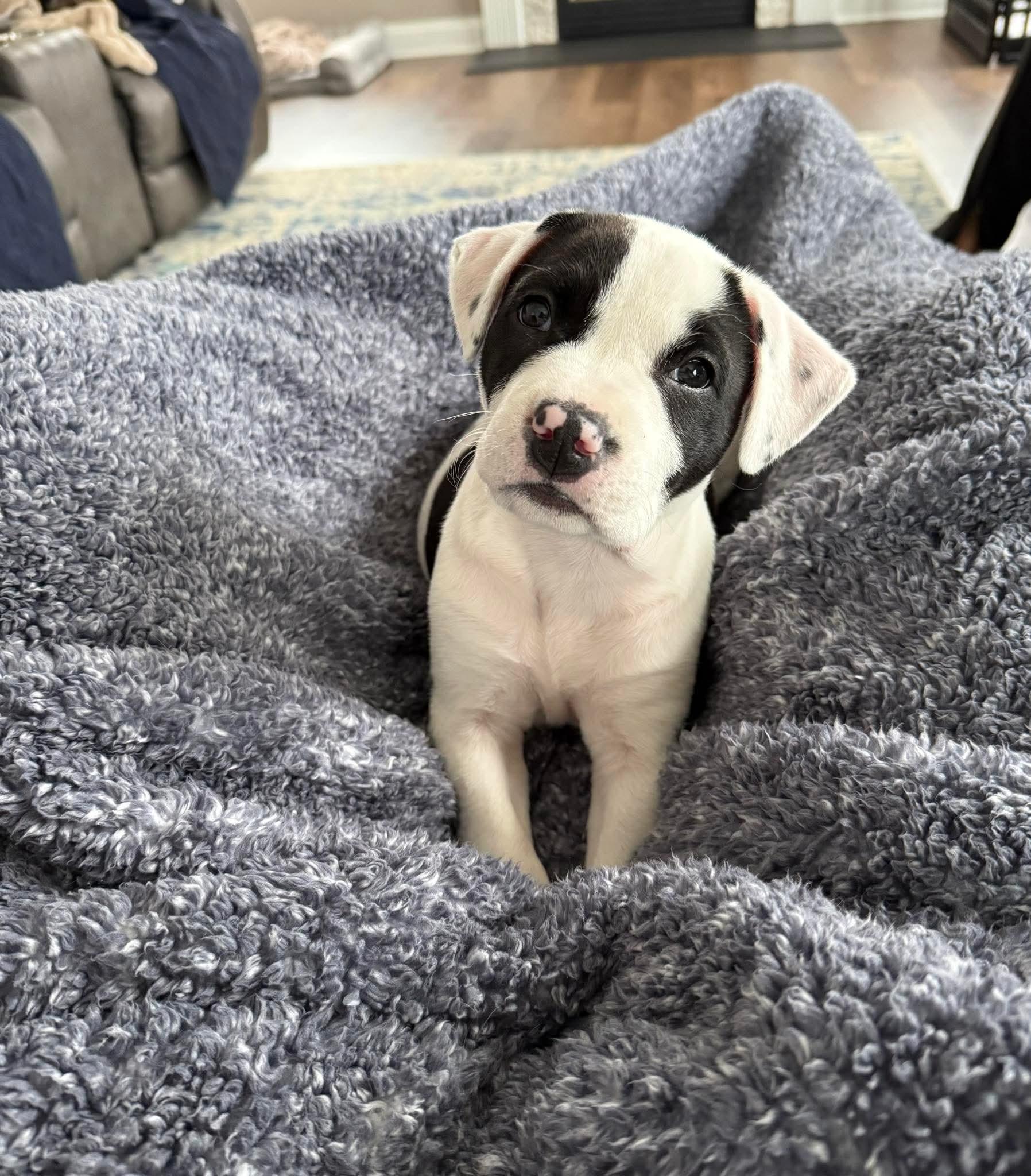 Enlarge Miss Piggy, an adoptable mixed breed in Bethlehem, PA image 5/6