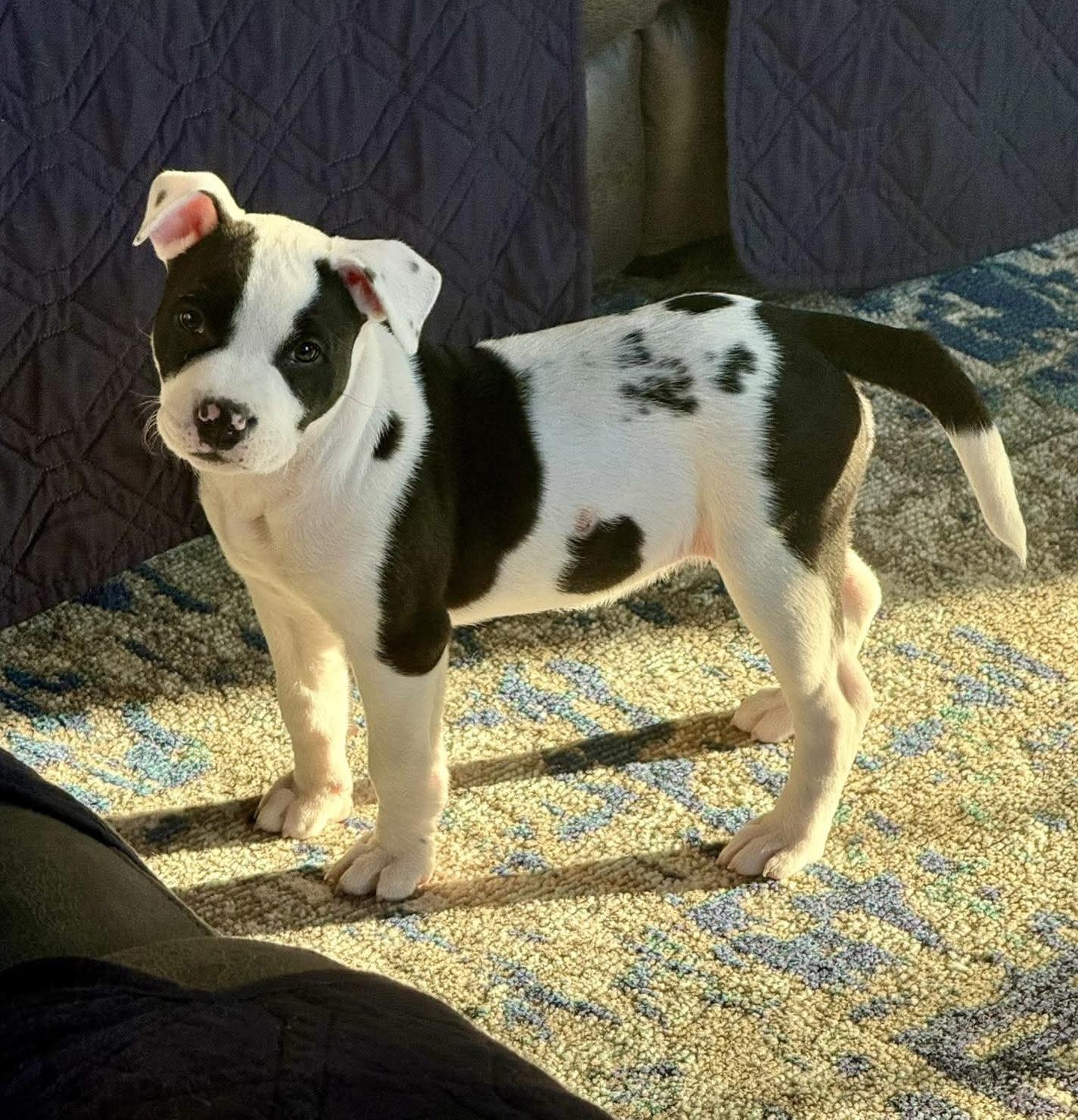 Enlarge Miss Piggy, an adoptable mixed breed in Bethlehem, PA image 6/6