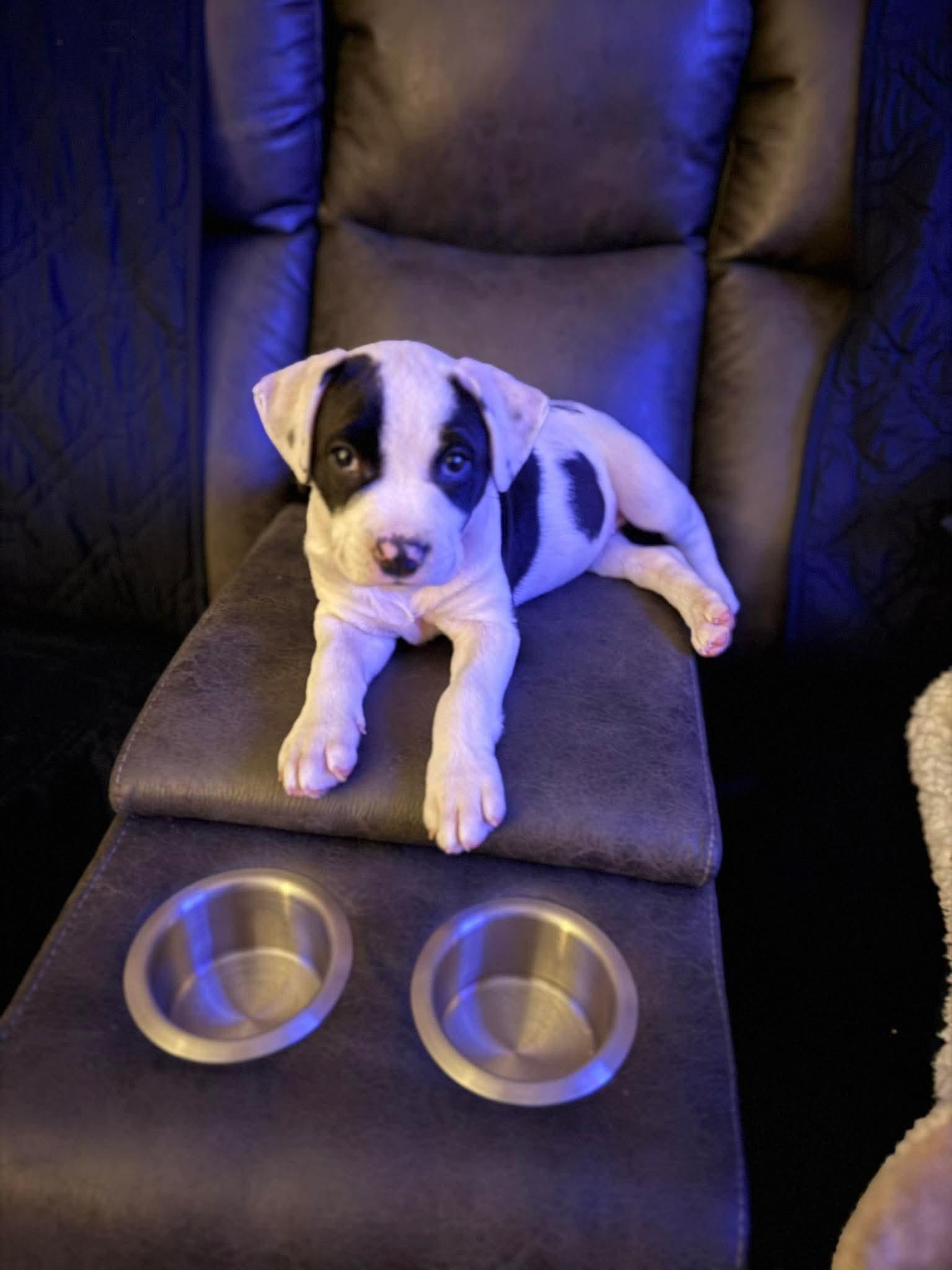 Enlarge Miss Piggy, an adoptable mixed breed in Bethlehem, PA image 3/6