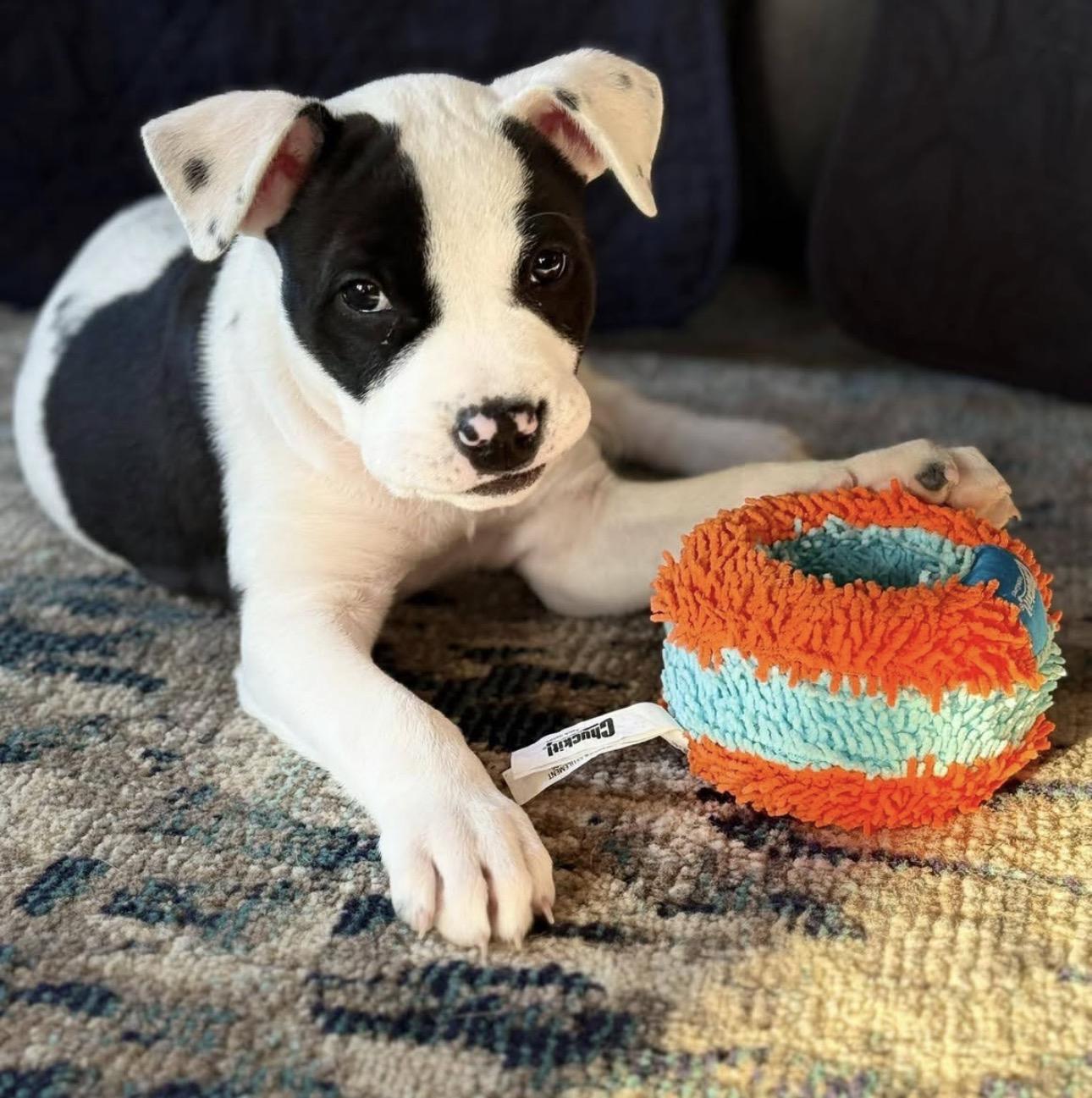 Miss Piggy, adoptable, Puppy Female Pit Bull Terrier & American Bully.