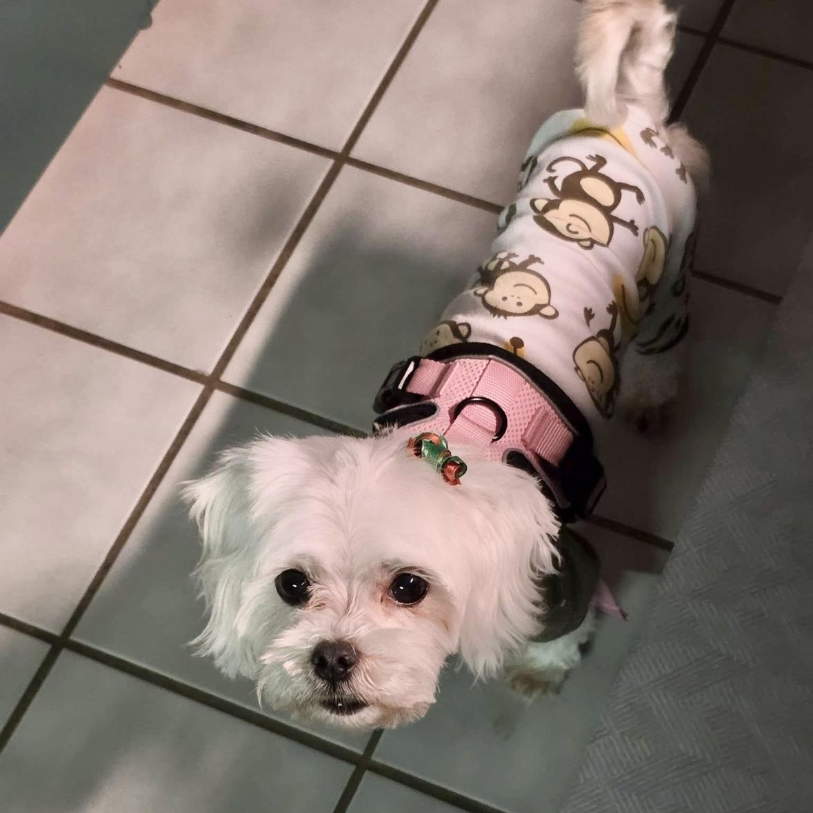 Enlarge Cora, a ADOPTABLE Maltese in Mount Prospect, IL image 1/5