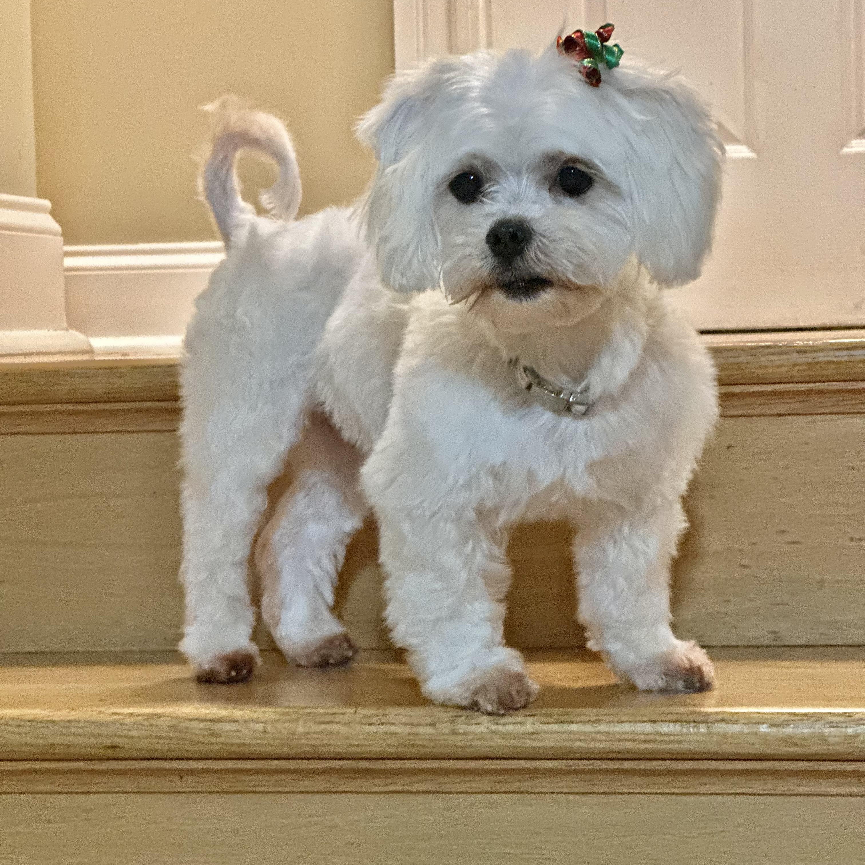 Enlarge Cora, a ADOPTABLE Maltese in Mount Prospect, IL image 2/5