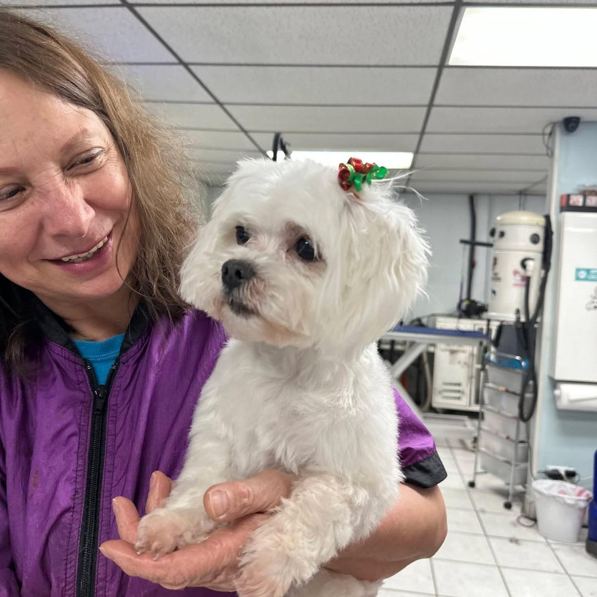 Enlarge Cora, a ADOPTABLE Maltese in Mount Prospect, IL image 3/5