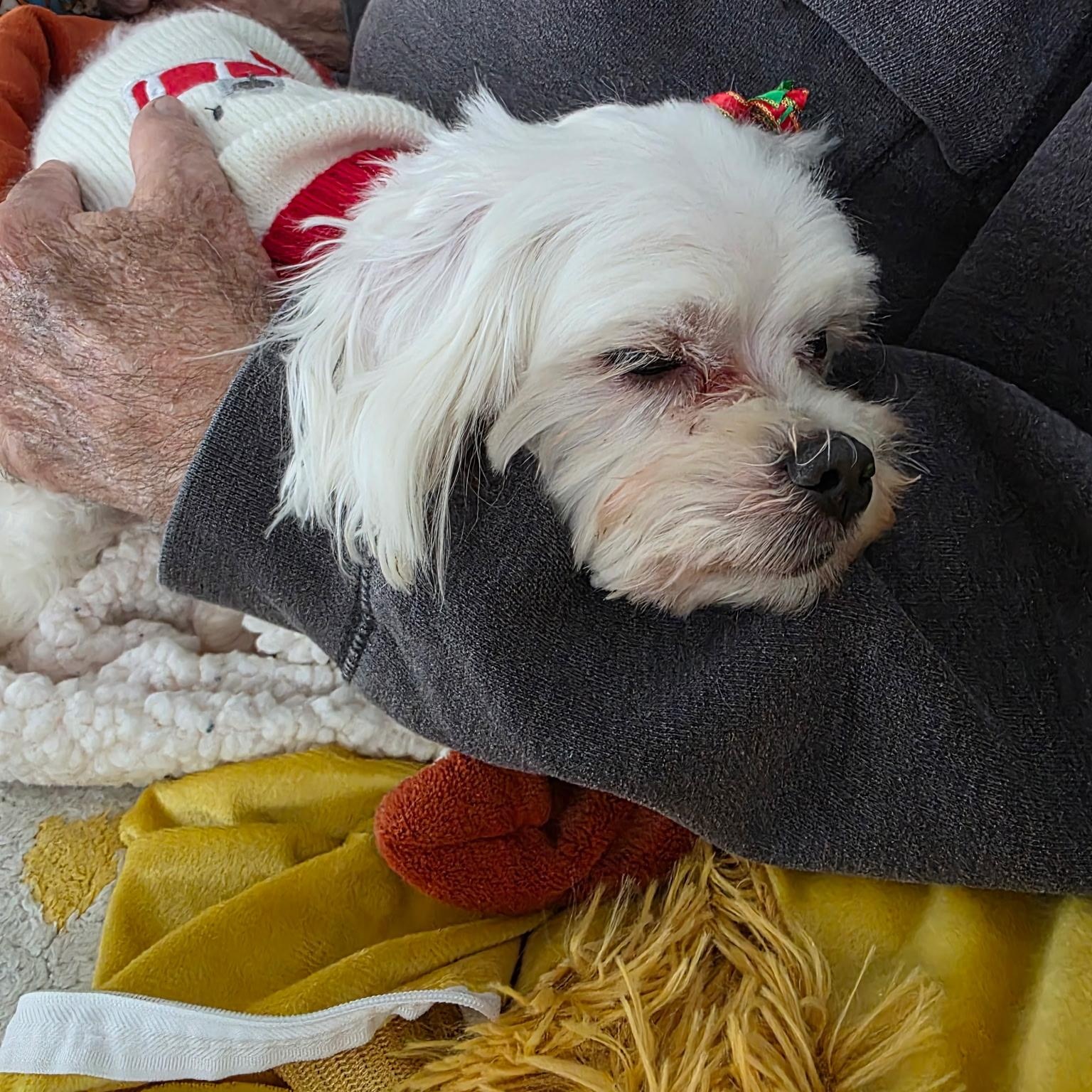 Enlarge Cora, a ADOPTABLE Maltese in Mount Prospect, IL image 4/5