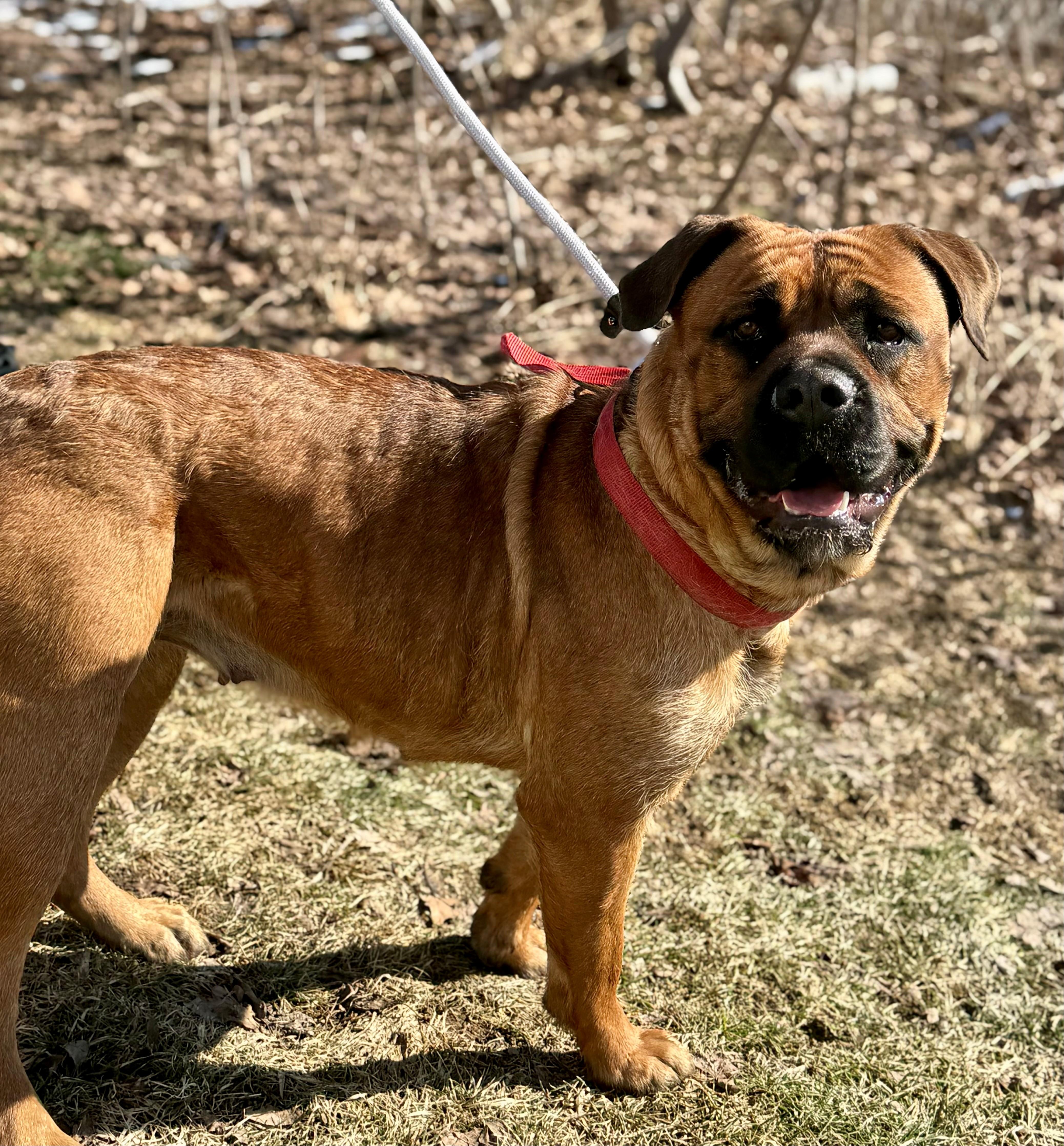 Enlarge Stella, an adoptable mixed breed in Hamilton, ON image 4/5