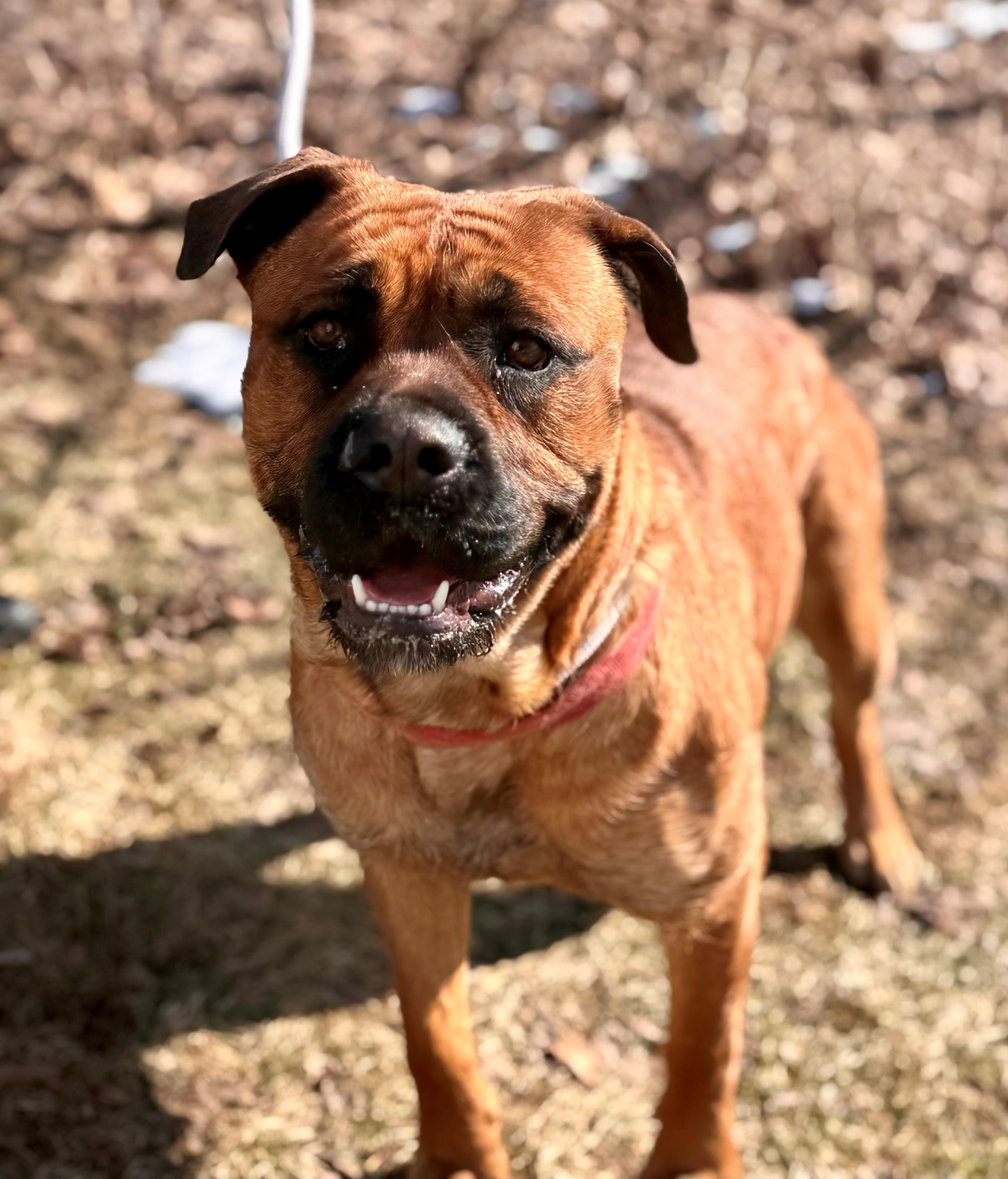 Enlarge Stella, an adoptable mixed breed in Hamilton, ON image 2/5