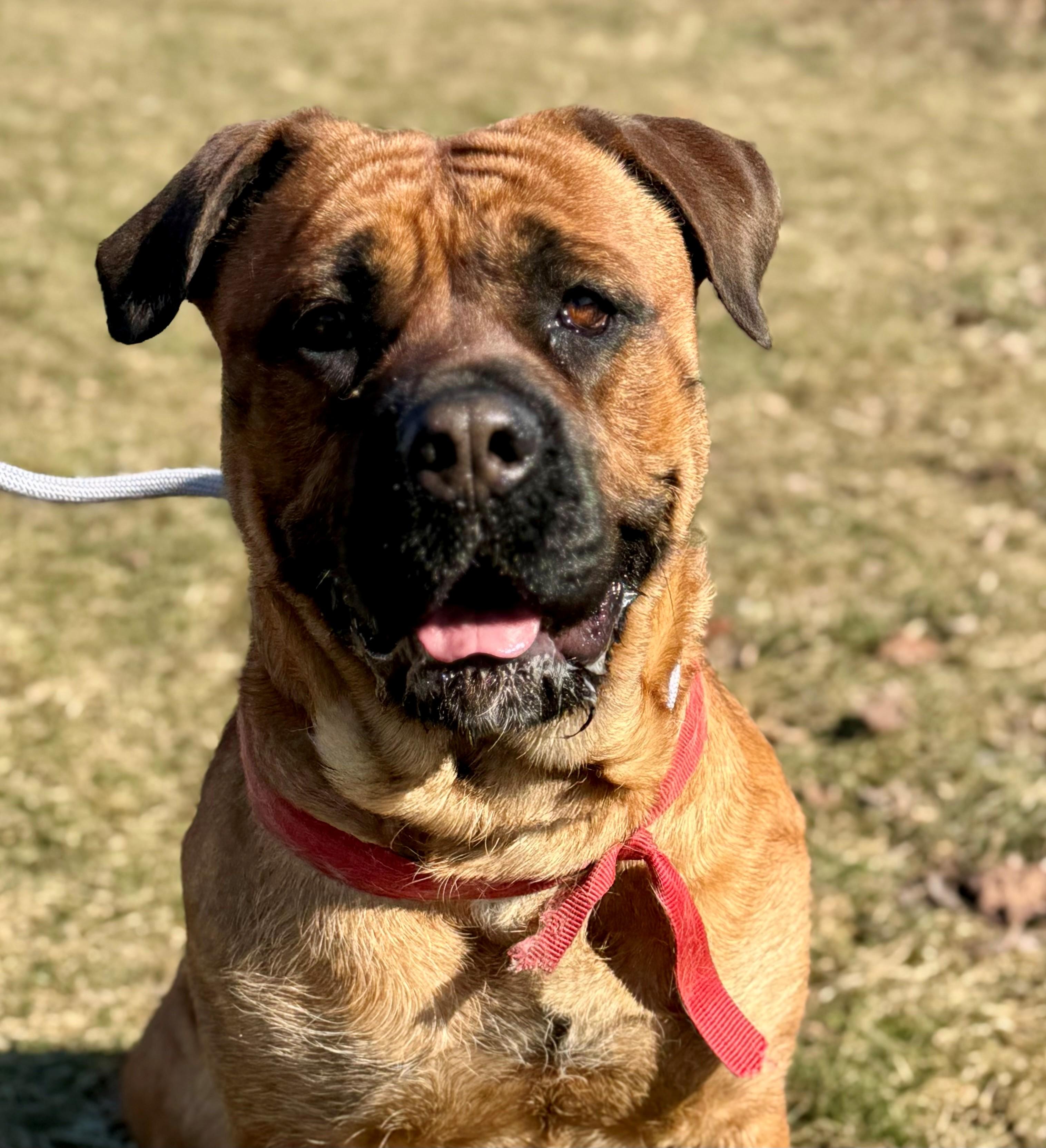 Enlarge Stella, an adoptable mixed breed in Hamilton, ON image 3/5