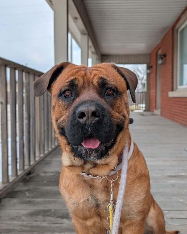 Stella, adoptable, Adult Female Mastiff.