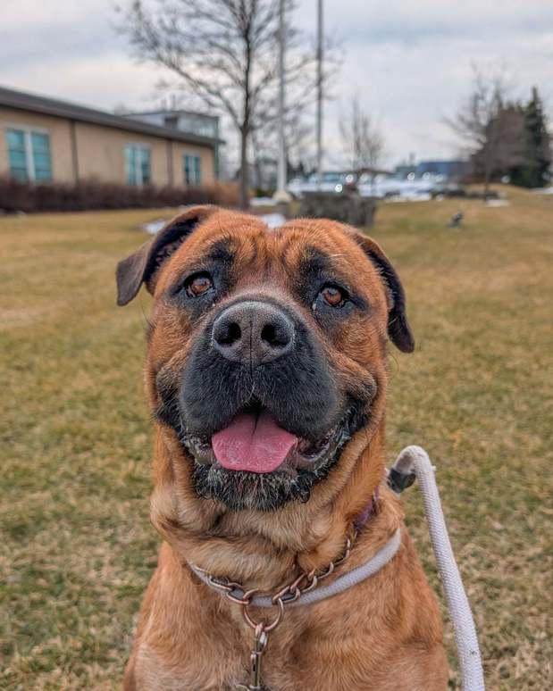 Enlarge Stella, an adoptable mixed breed in Hamilton, ON image 5/5