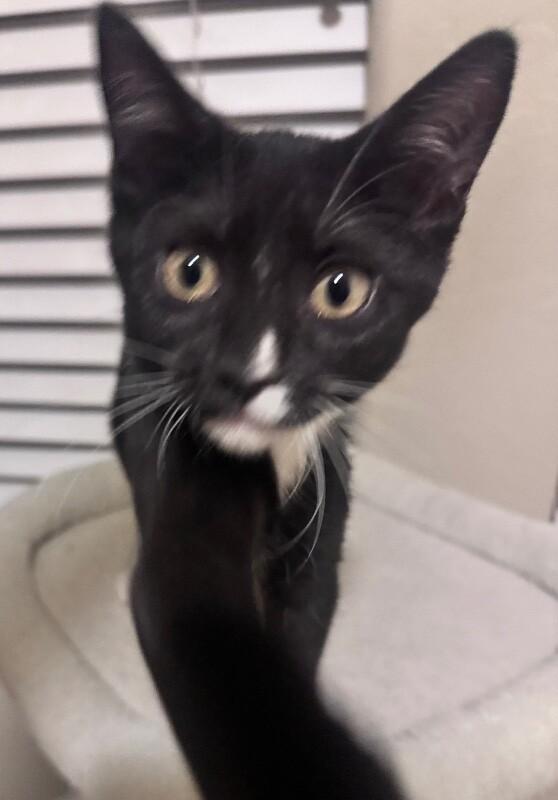 Killian - Lucky Charms Litter, Adoptable, Kitten Female Tuxedo.