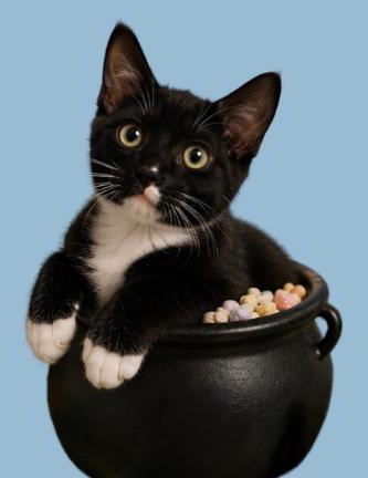 Enlarge Killian - Lucky Charms Litter, a Adoptable Tuxedo in Anthem, AZ image 2/5