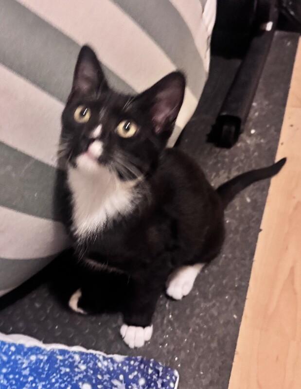 Killian - Lucky Charms Litter, a Adoptable Tuxedo in Anthem, AZ image 2/4