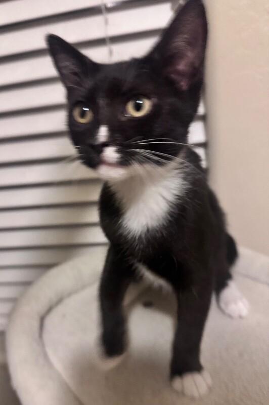 Killian - Lucky Charms Litter, a Adoptable Tuxedo in Anthem, AZ image 3/4