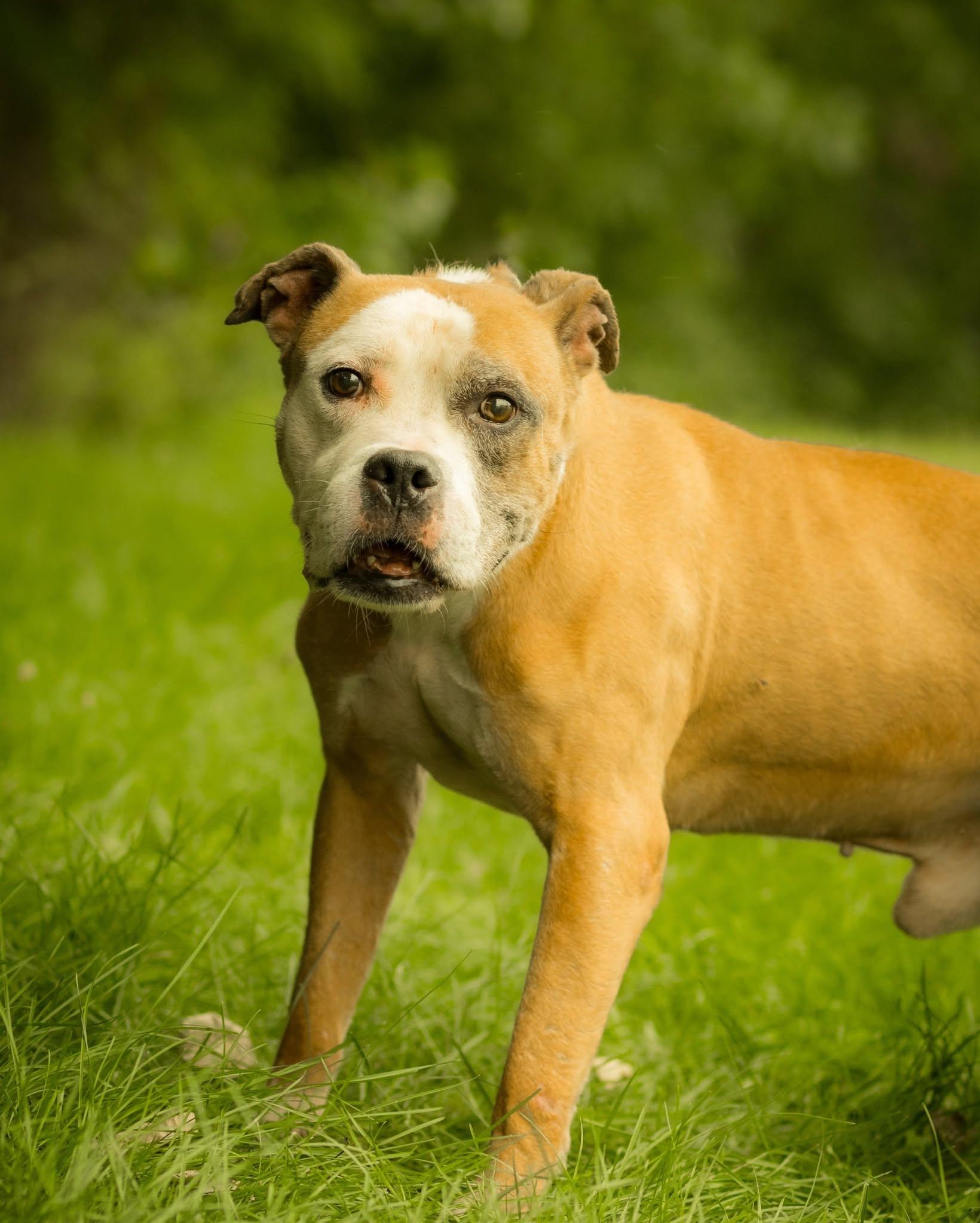 CRACKERJACK (0741), ADOPTABLE, Adult Male American Bulldog.