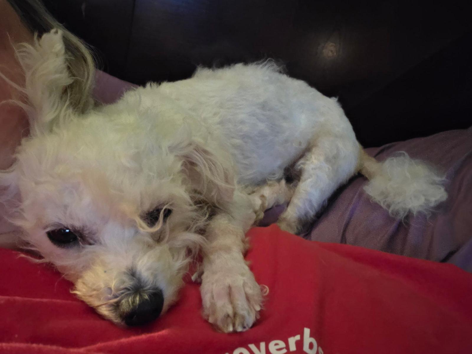 Ms.Lancer, a Adopted mixed breed in Nashville, TN image 1/3