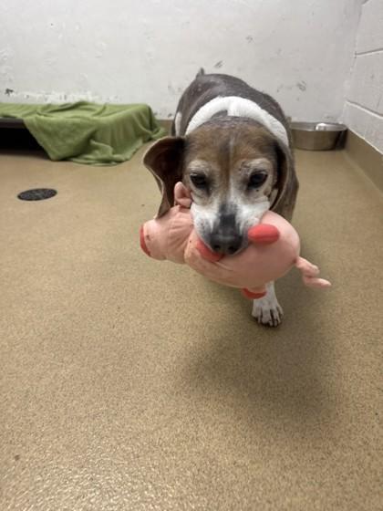 S/C Milo, Adoptable, Senior Male Beagle & Mixed Breed.