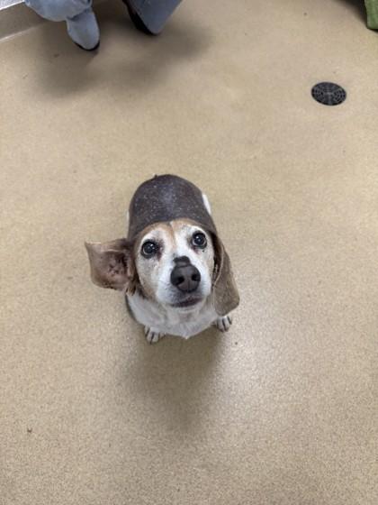 Enlarge S/C Milo, a Adoptable mixed breed in North Miami Beach, FL image 2/3