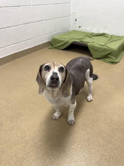 Enlarge S/C Milo, a Adoptable mixed breed in North Miami Beach, FL image 3/3