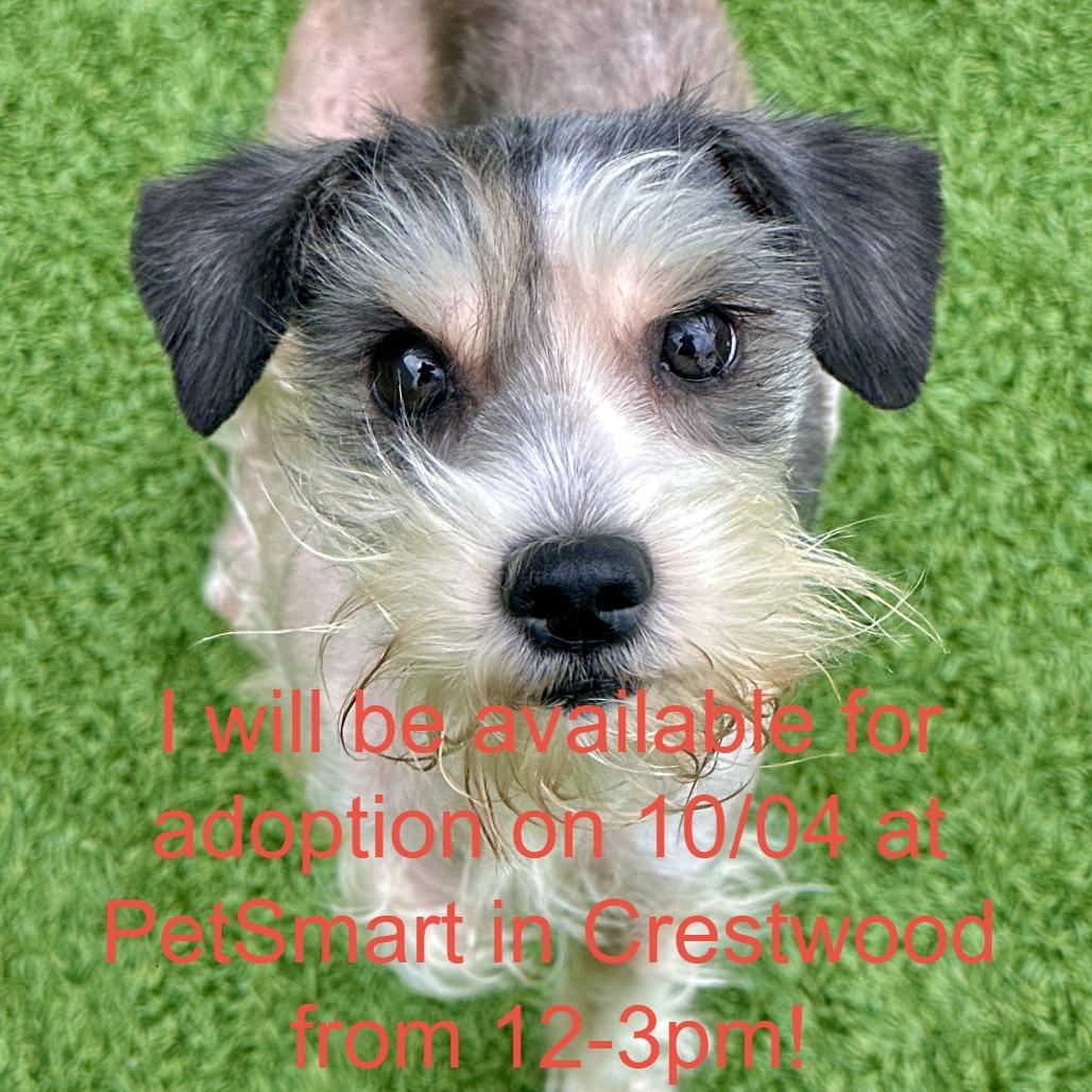 Shiver Me Timbers, Adoptable, Young Female Schnauzer.