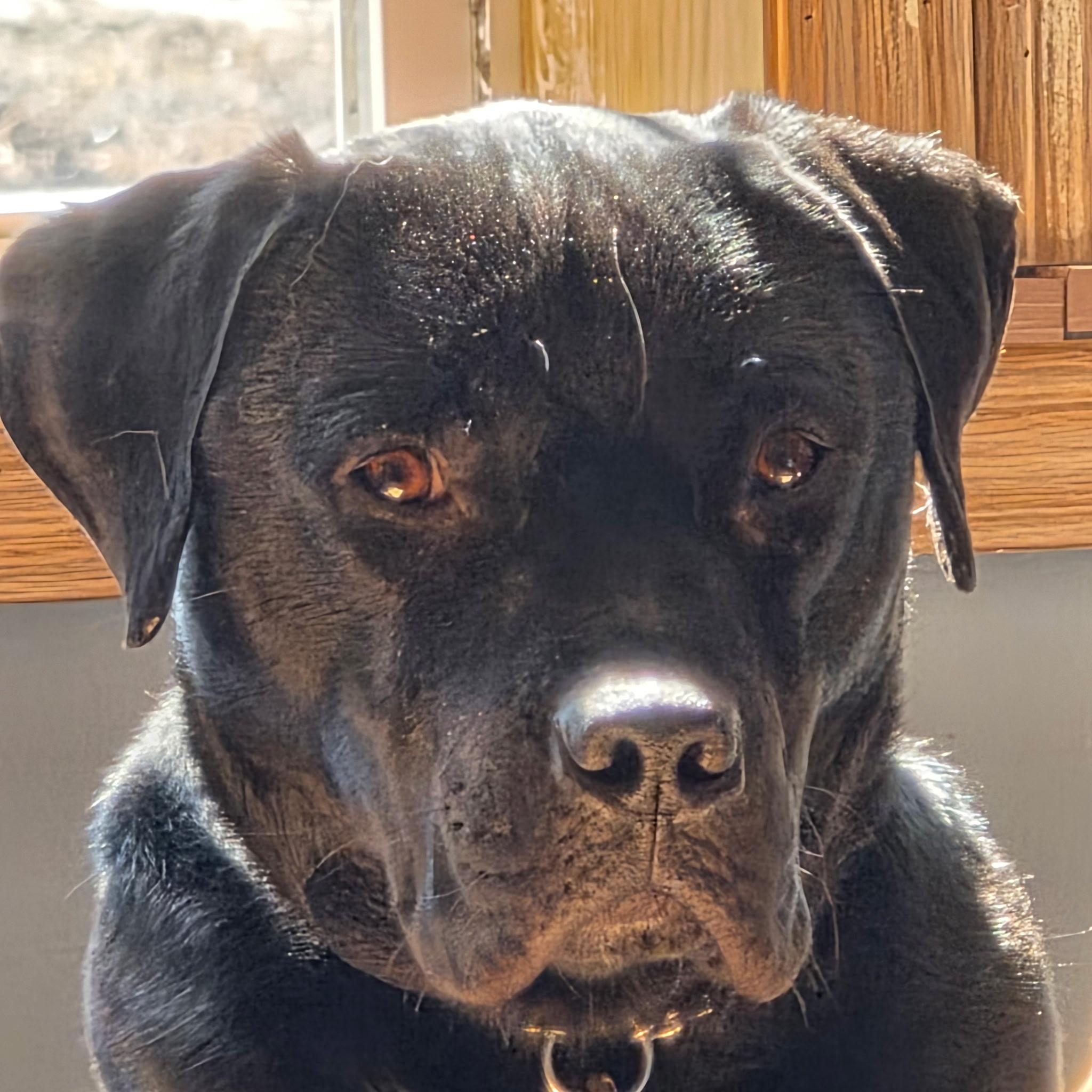 McDuff, ADOPTABLE, Adult Male Black Labrador Retriever.