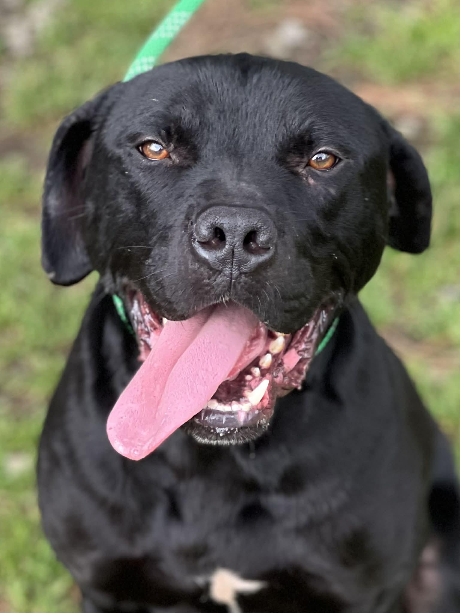 McDuff, ADOPTABLE, Adult Male Black Labrador Retriever.