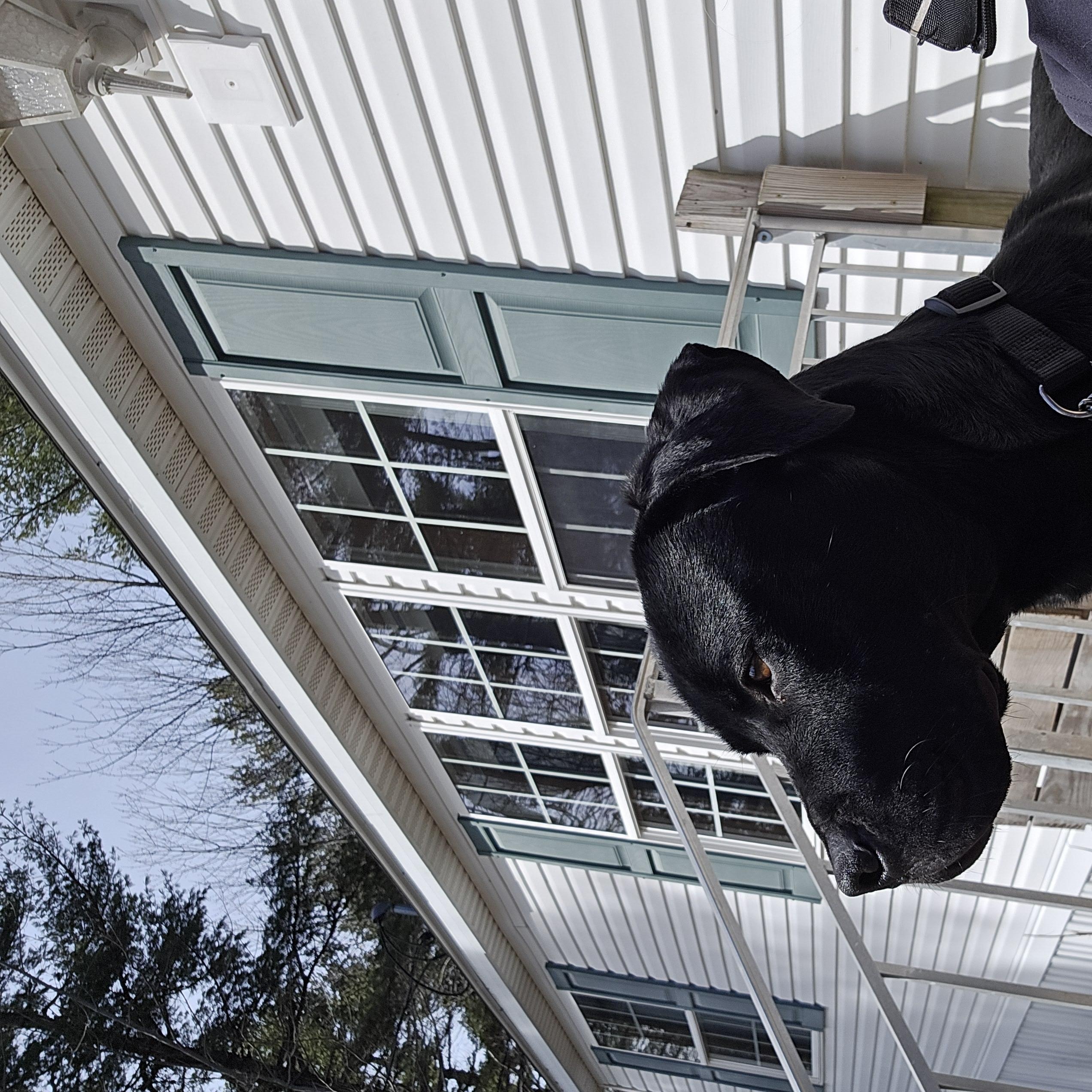 Enlarge McDuff, a ADOPTABLE mixed breed in Brunswick, ME image 4/6