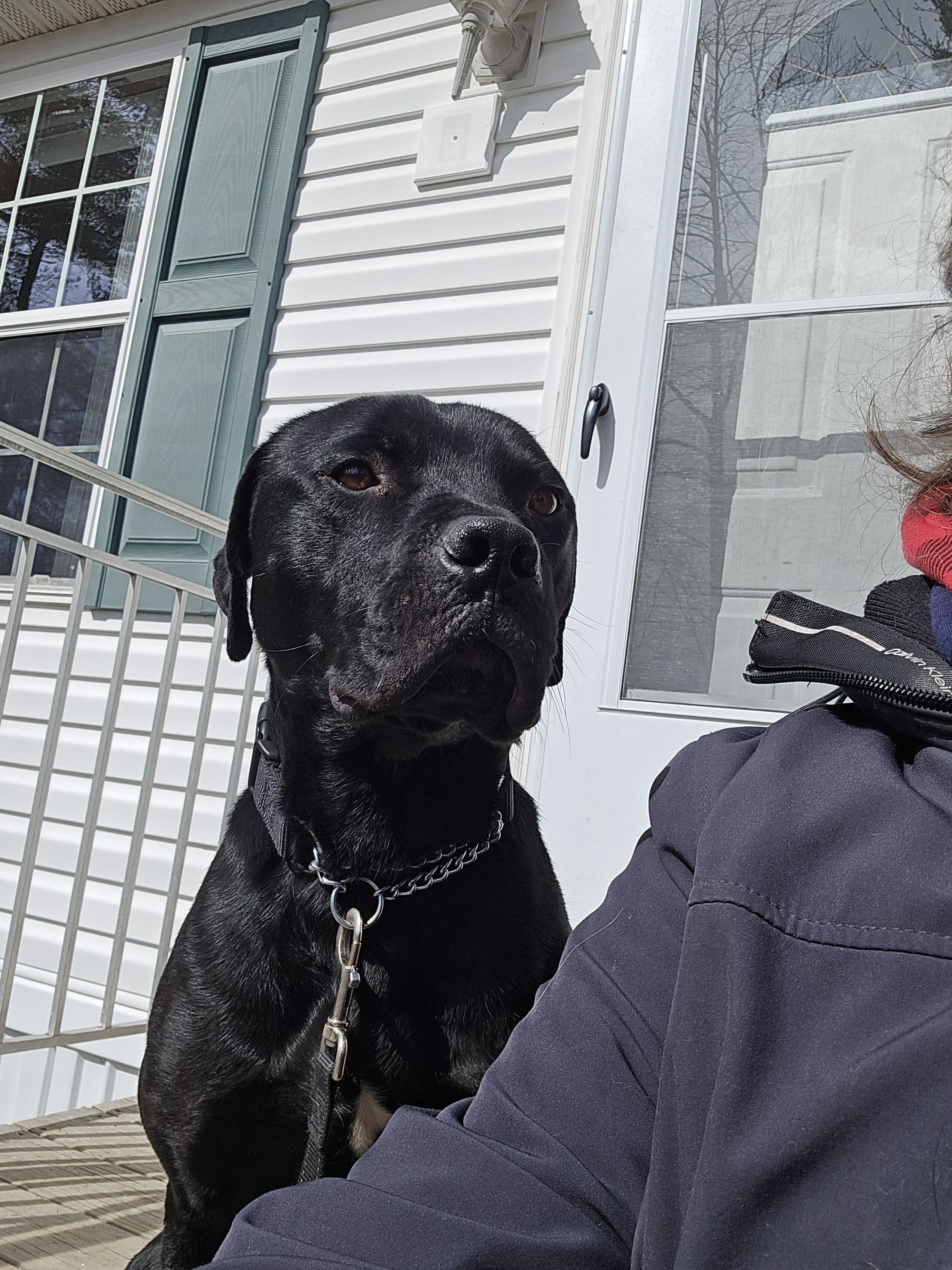 Enlarge McDuff, a ADOPTABLE mixed breed in Brunswick, ME image 6/6