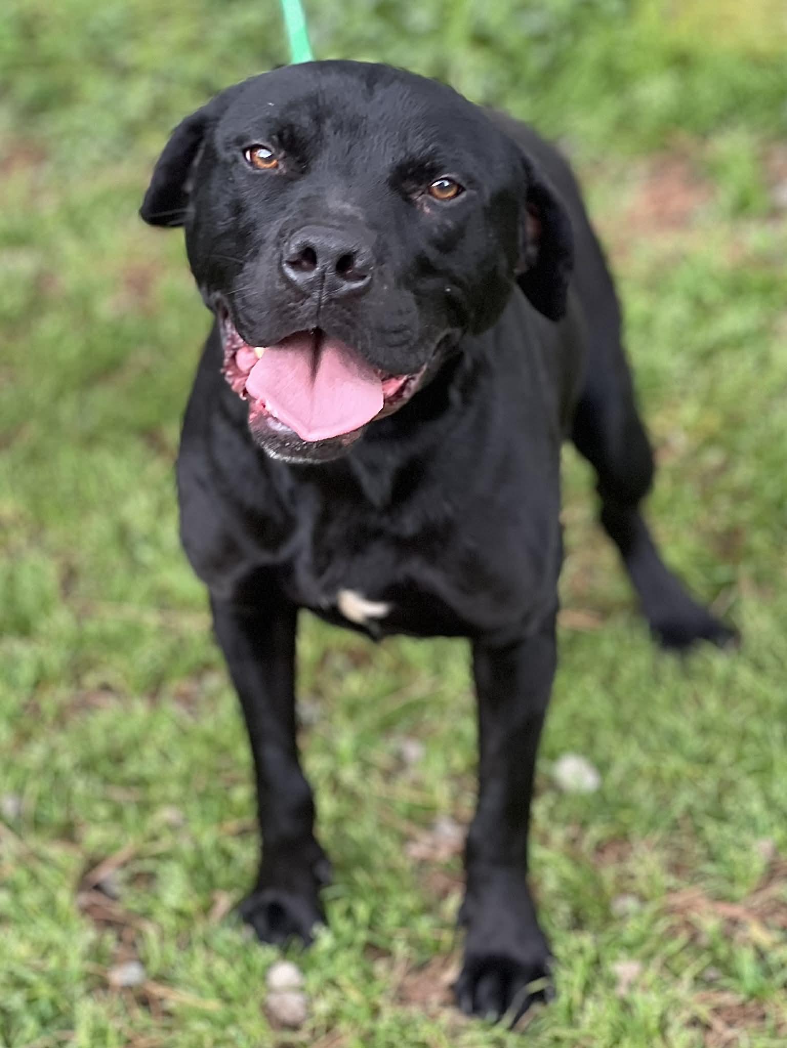 Enlarge McDuff, a ADOPTABLE mixed breed in Brunswick, ME image 2/2