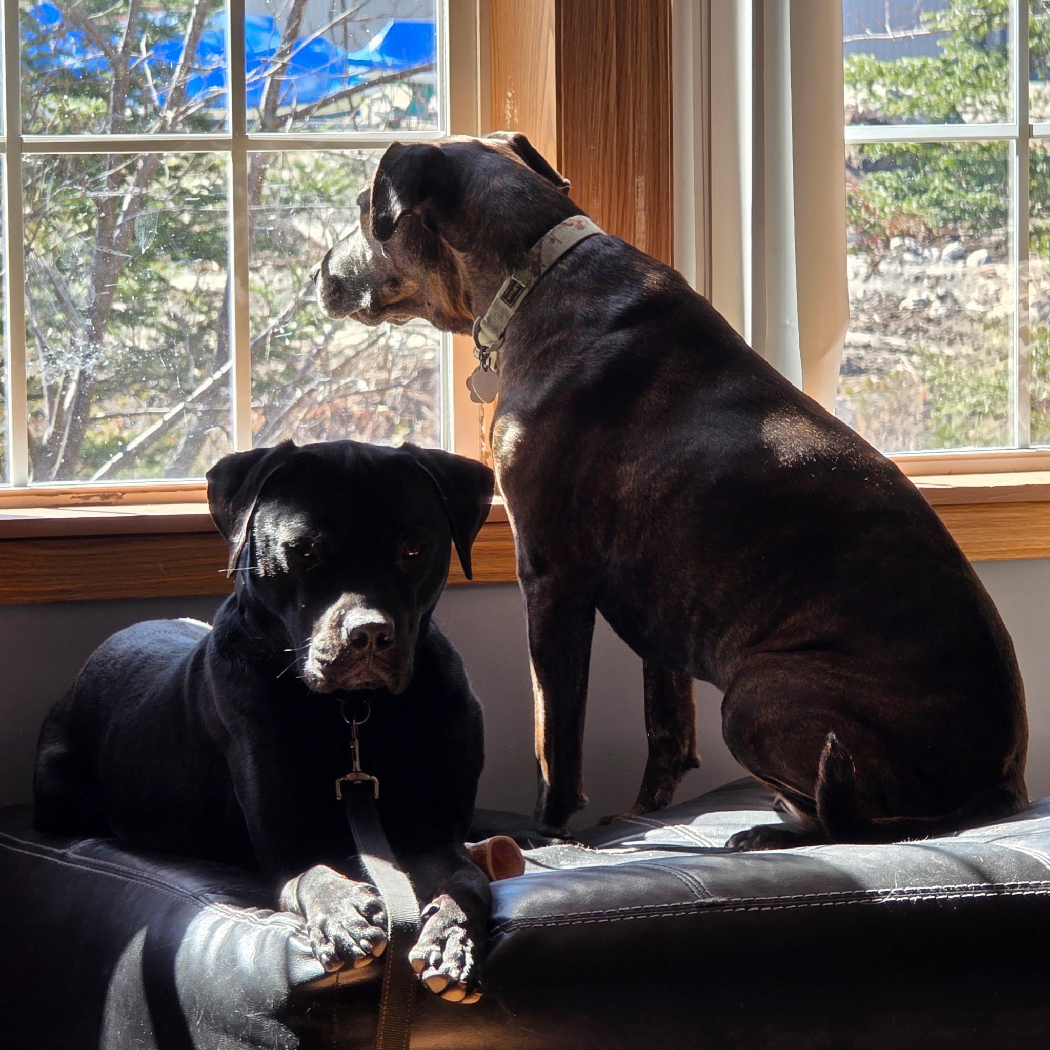 Enlarge McDuff, a ADOPTABLE mixed breed in Brunswick, ME image 3/6