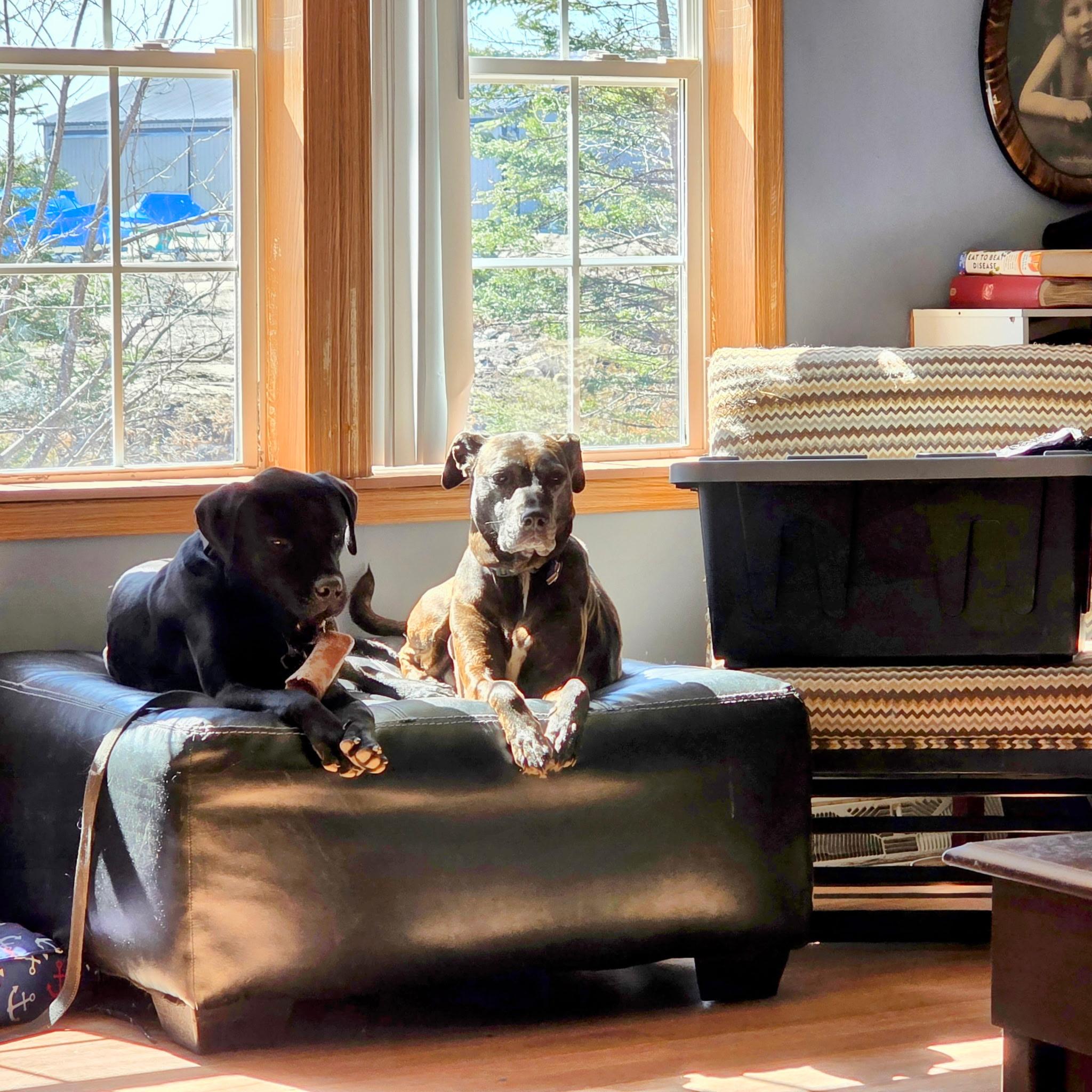 Enlarge McDuff, a ADOPTABLE mixed breed in Brunswick, ME image 2/6