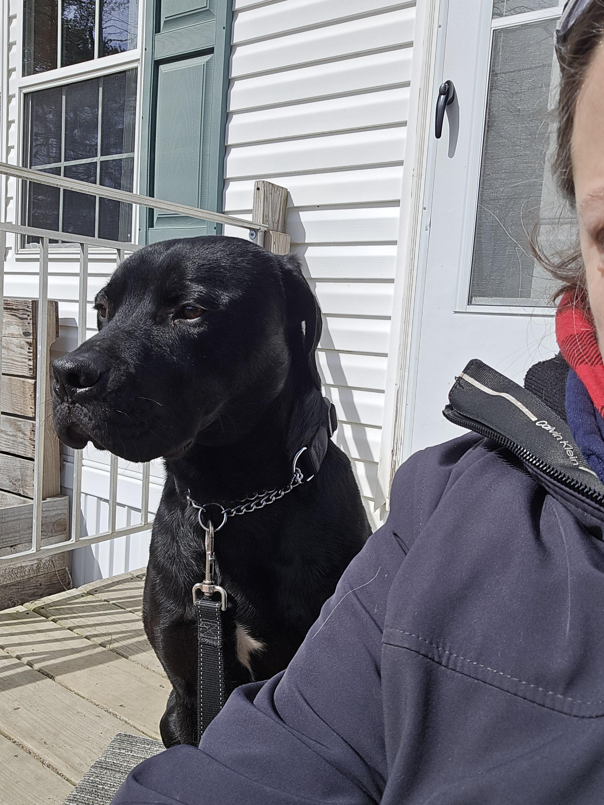 Enlarge McDuff, a ADOPTABLE mixed breed in Brunswick, ME image 5/6