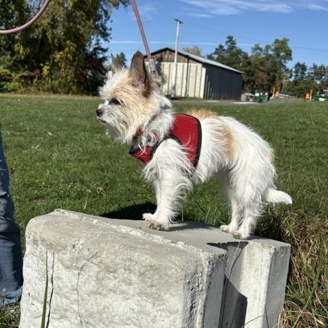 Josie, Adoptable, Adult Female Yorkshire Terrier & Chihuahua.