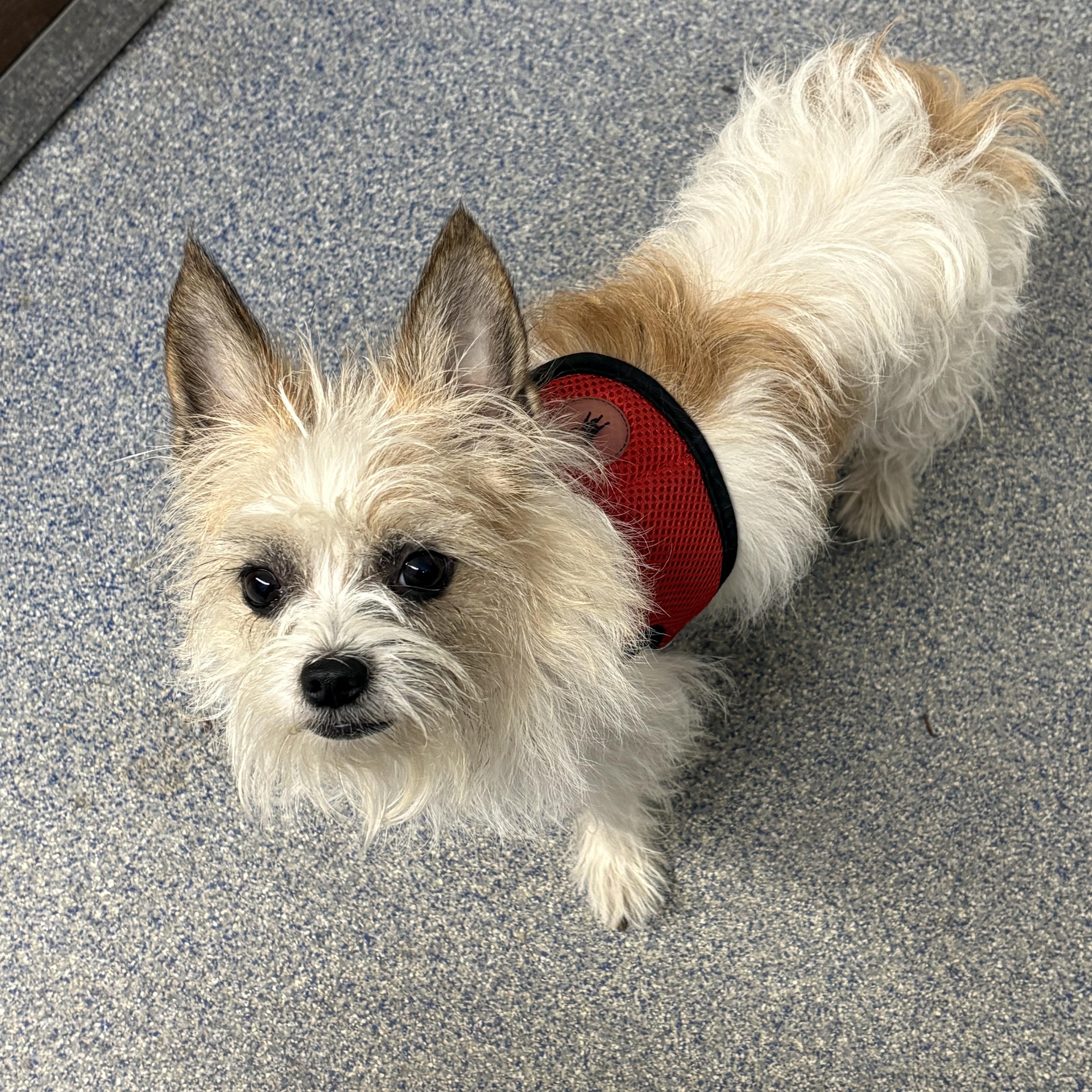 Enlarge Josie, a Adoptable mixed breed in Turners Falls, MA image 2/4