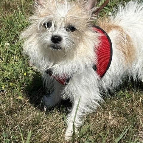 Josie, Adoptable, Adult Female Yorkshire Terrier & Chihuahua.