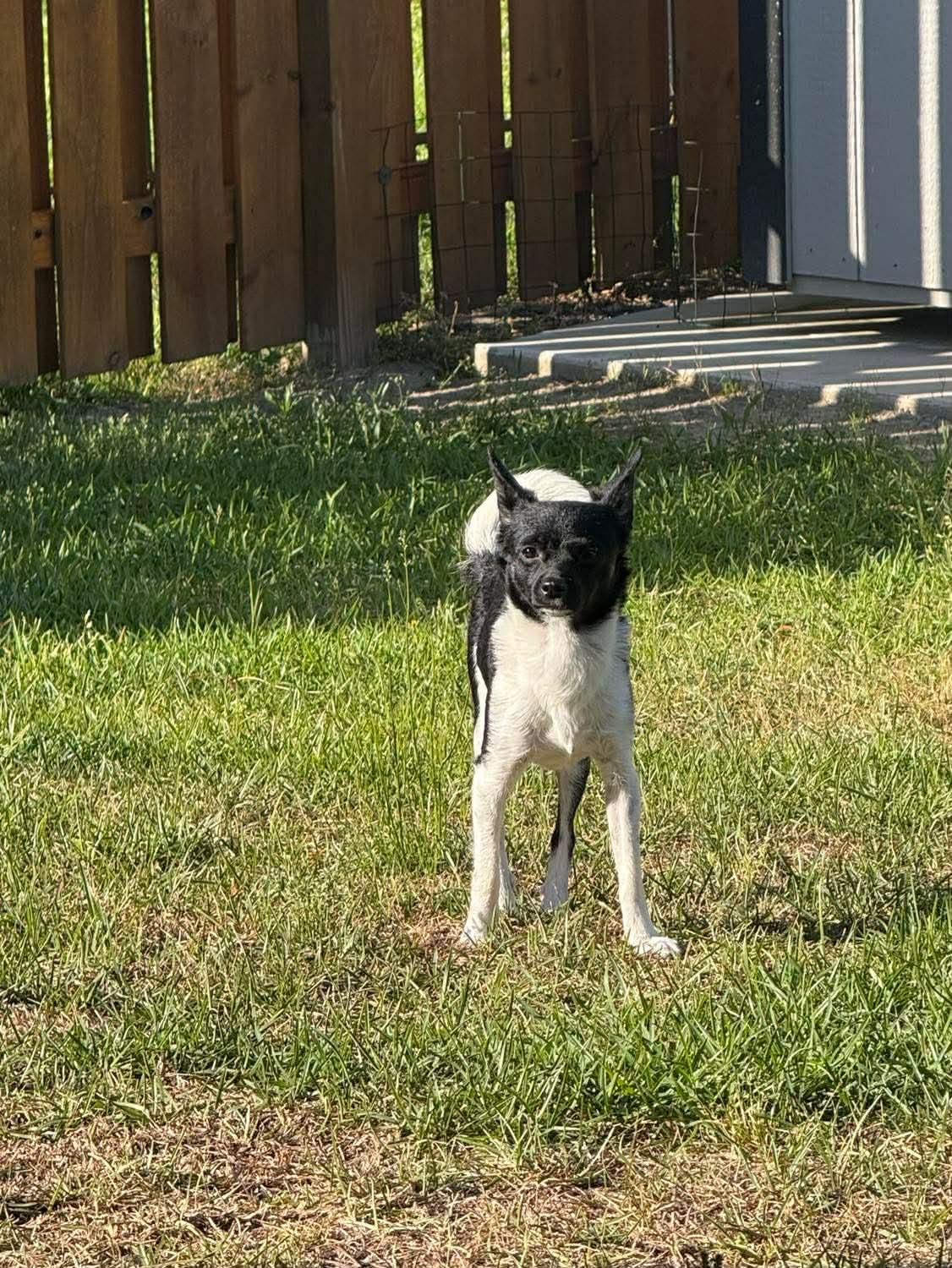 Lola, a Adoptable mixed breed in Wilmington, NC image 2/3