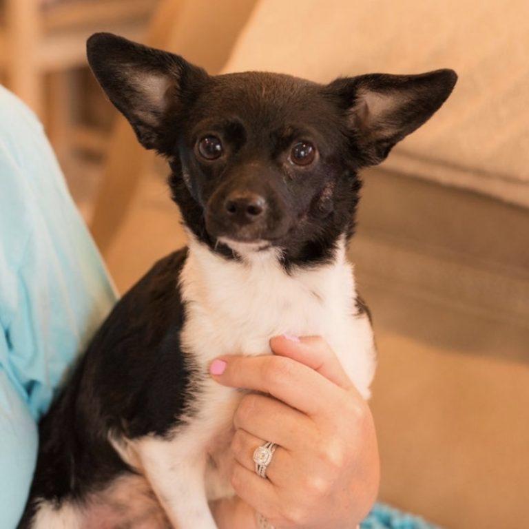 Lola, Adoptable, Adult Female Chihuahua & Terrier.