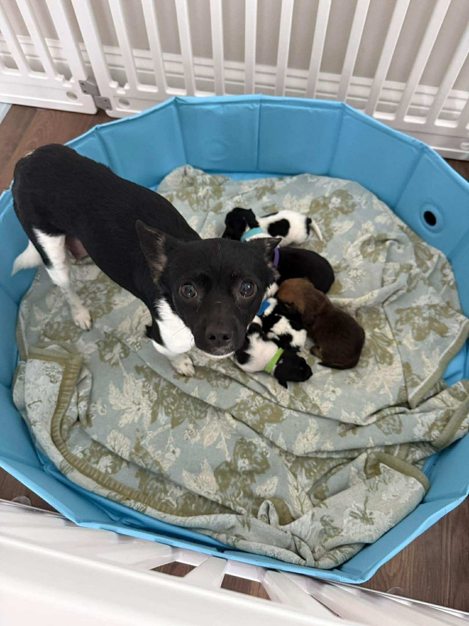 Lola, a Adoptable mixed breed in Wilmington, NC image 3/3