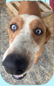 Enlarge Ruthie, a ADOPTABLE Australian Shepherd in Mount Sterling, KY image 1/3